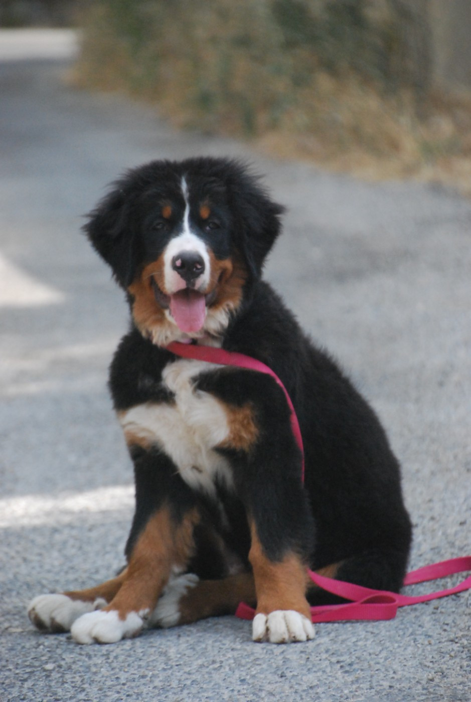Chiot disponible