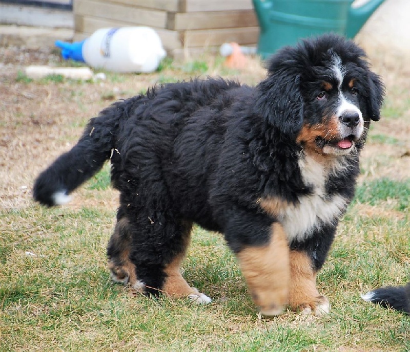Du Rêve De Noé - Bouvier Bernois - Portée née le 19/11/2016