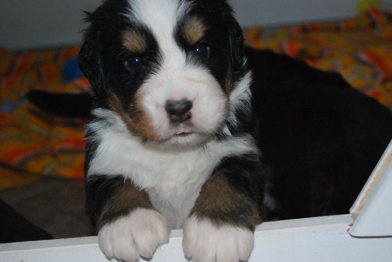 Du Rêve De Noé - Bouvier Bernois - Portée née le 21/04/2011